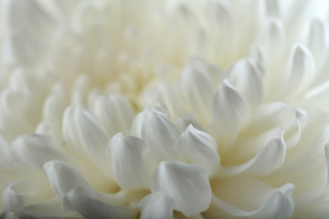 White chrysanthemum, macro