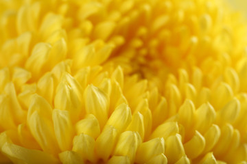 Delicate autumn yellow chrysanthemum, macro