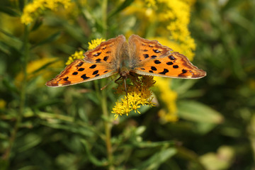 orange butterfly on the solidago flower #7