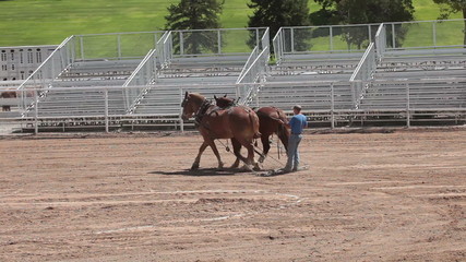 Draft horses warming up before competition P HD 9575