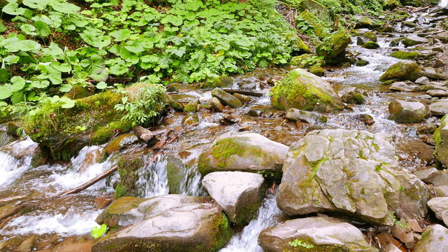 

Mountain summer  stream  in  wood . 4K 3840x2160
