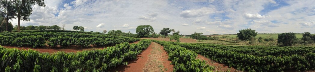Fototapeta na wymiar Young coffee plantation skyline landscape