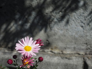 壁際の菊