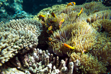 Tropical fish and coral in Maldives