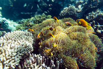 Naklejka na ściany i meble Tropical fish and coral in Maldives