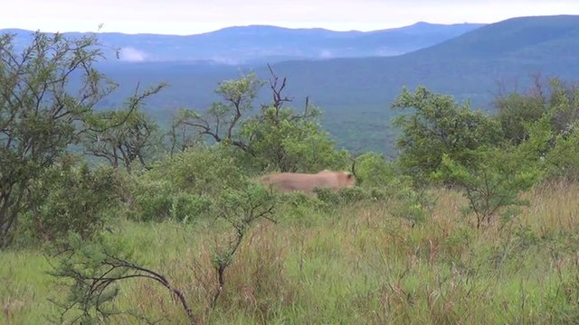 An African buffalo runs away from stalking lions in the bush veld.
