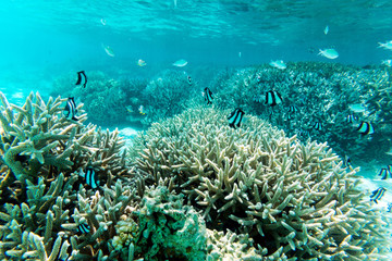 Fototapeta na wymiar Tropical fish and coral in Maldives