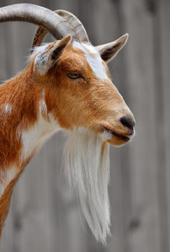 Side Portrait Of A Male Billy Goat Face With A Long Beard