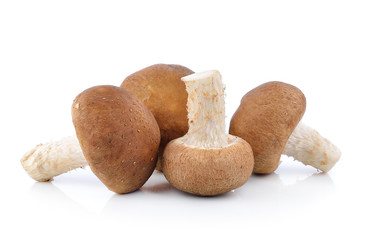 Shiitake Mushroom on white background