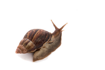 Snail on the white background