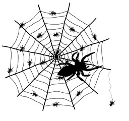 Cobweb and spider on white background.