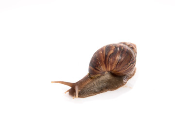 Snail on the white background