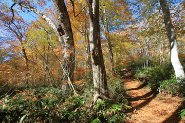 Fototapeta premium 秋の遊歩道