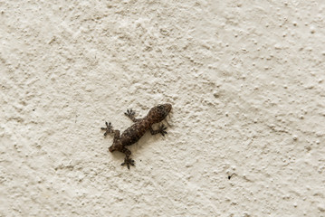 Baby lizard climbing wall