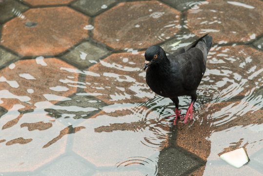 Pigeon walking in the water