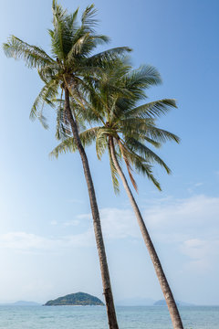 Tall coconut or palm trees on an island