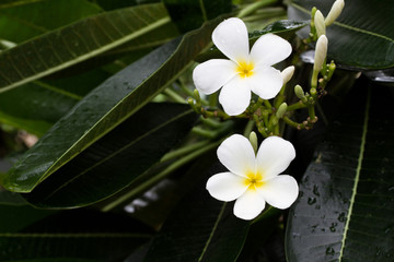  Plumeria