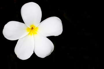 Plumeria