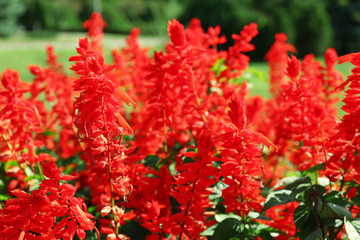 Beautiful flowers, outdoors