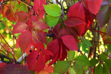 Fresh leaves, close-up, outdoor