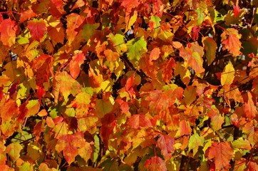 Fall Leaves Background