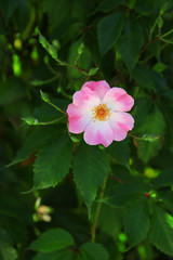 Beautiful hip roses flower green bush in garden