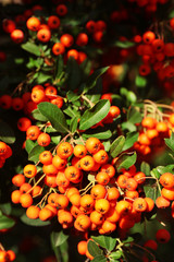 Ashberry with leafs, close-up