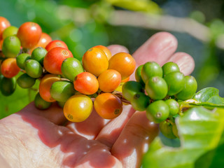 ripe coffee beans on the plantation farm