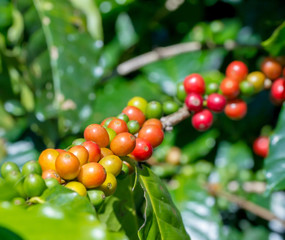 ripe coffee beans on the plantation farm