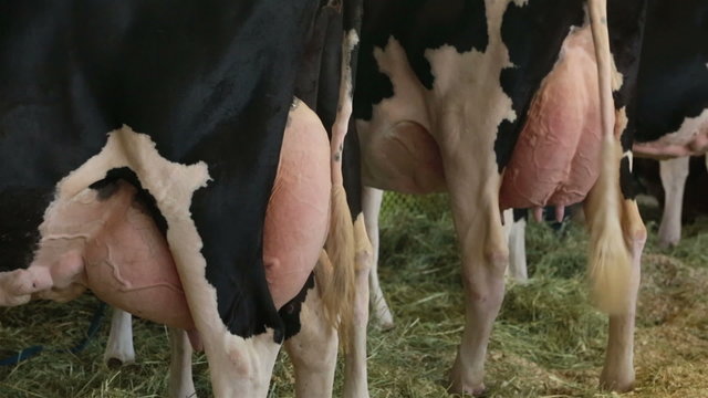 Holstein milk cows full udder farm ready for milking HD 9590