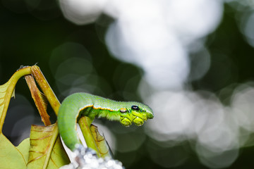 Caterpillar of great orange tip butterfly