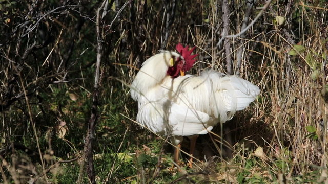 White chicken rooster grooming feather free range farm HD 0037