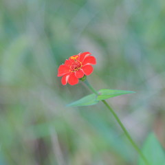 赤くて可憐なジニアの花