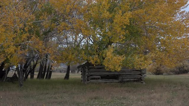 Historic old log cabin under autumn trees 4K 073