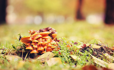 Mushrooms at a stump in the autumn city park