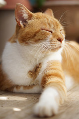 眠る茶猫