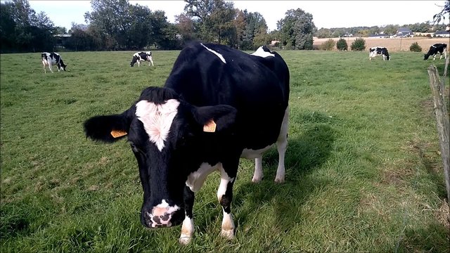 Vache Holstein