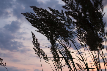 Sea grass over sunset background.
