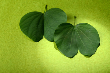 Indian Festival Dussehra, showing golden leaf on green background. Greeting card.