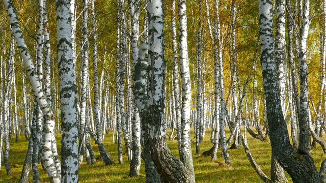 autumn birch forest
