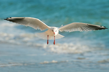 Fototapeta premium seagull flying over the sea