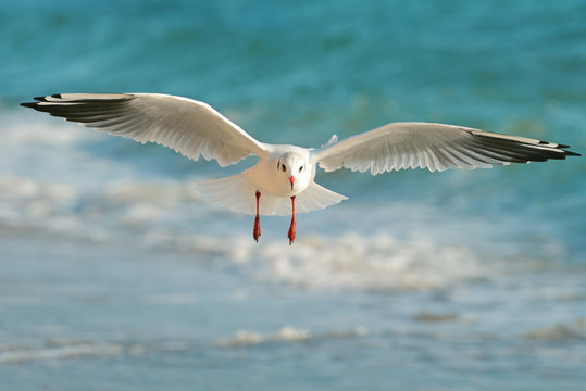 seagull flying over the sea
