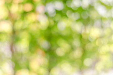 Obraz premium atmosphere green and yellow blur background with bokeh in noon