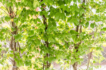 atmosphere green and yellow blur background with bokeh in noon