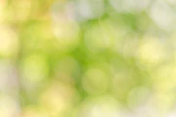 Obraz premium atmosphere green and yellow blur background with bokeh in noon