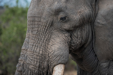 Fototapeta premium elefant in south africa
