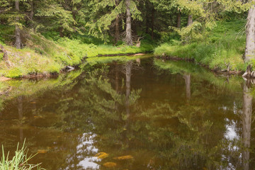 Fototapeta na wymiar Spiegelung im Teich