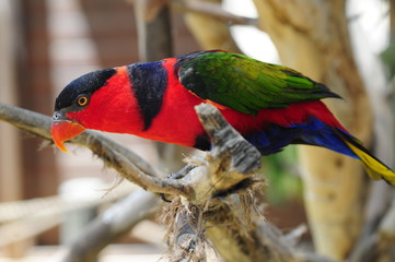 Black-capped Lorikeet Bird