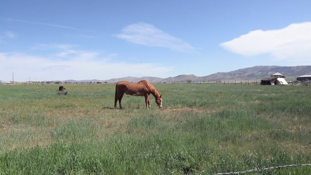 Horse Stallion grazing in farm pasture 4K 040