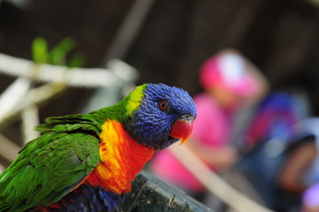 The Rainbow Lorikeet 